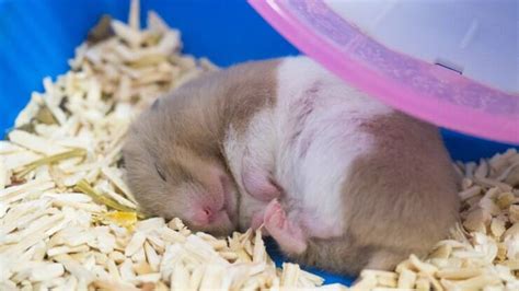 hamster hiberna - hamster sirio